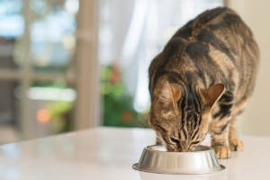 Kat Seite Katze-7 Kat Seite Katze-7