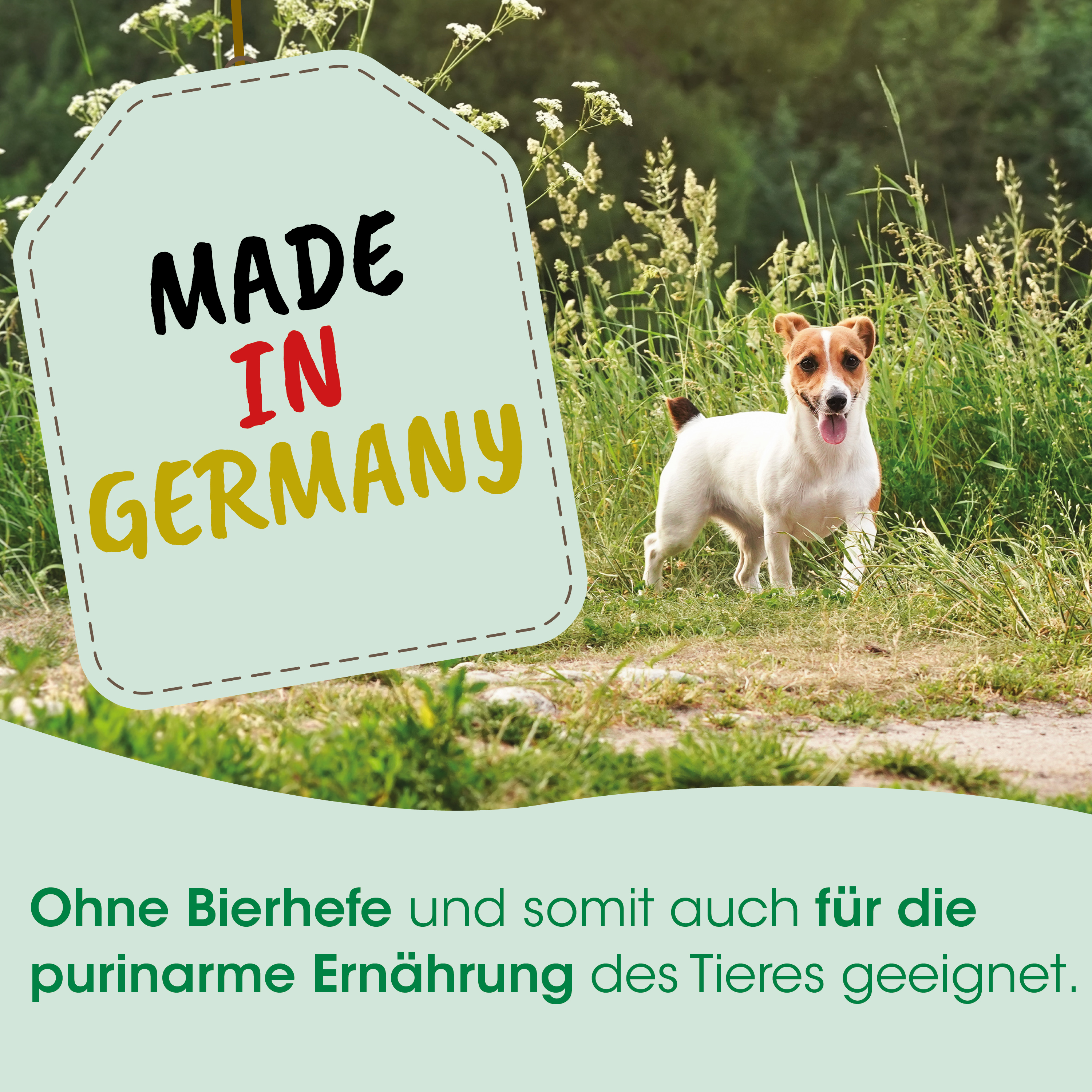 Hund, Jack-Russell-Terrier, Tier, im Freien, Gras