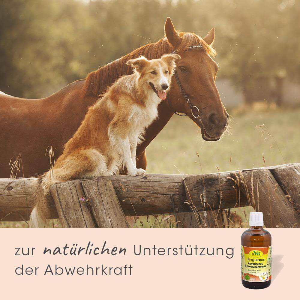 Hund, Collie, Border Collie, Pferd, Getränkeflasche, Werbebanner, natürliche Unterstützung, natürliche Abwehrkraft, braun, Holzzaun, Weide