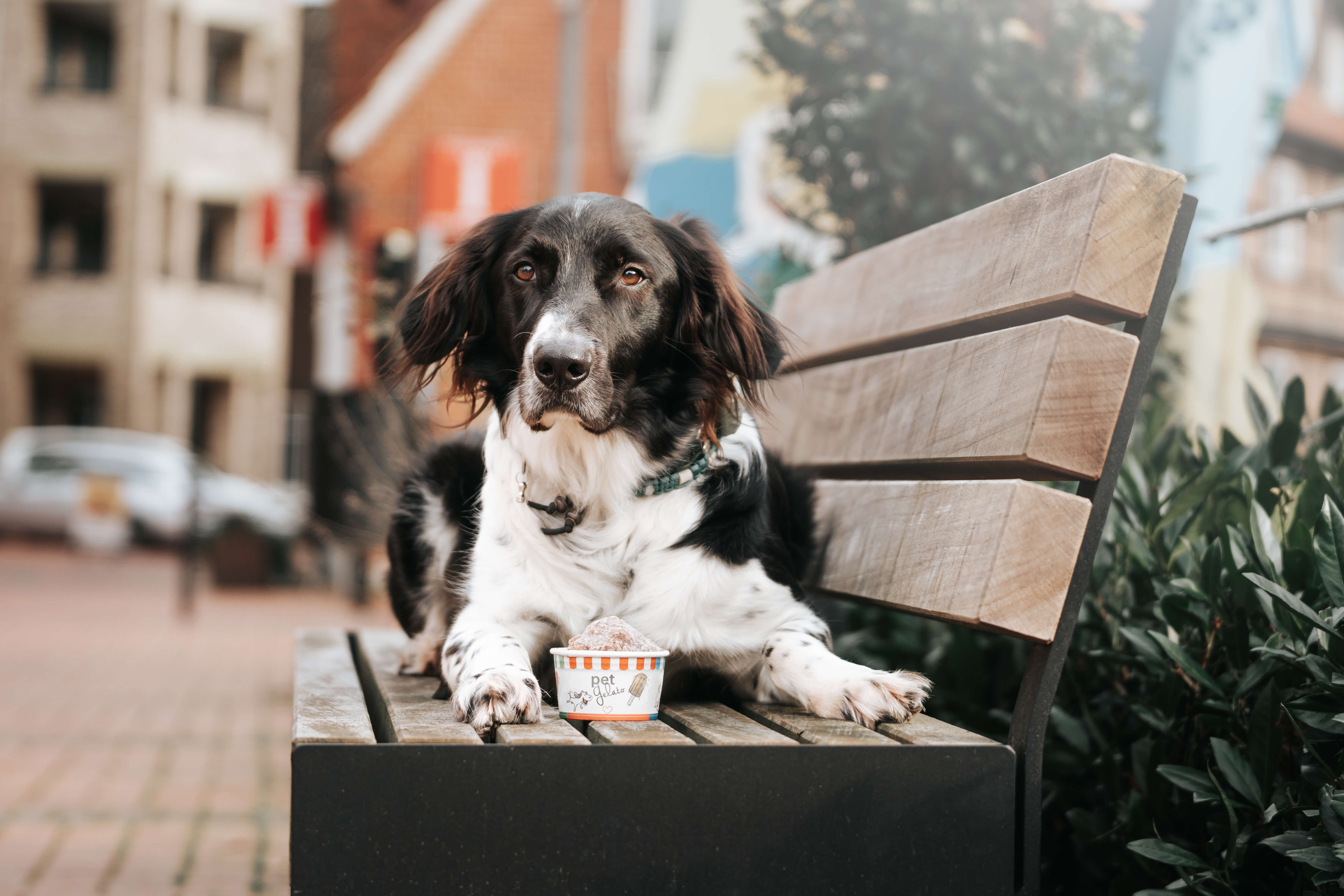 DSC00683-Bearbeitet Bank, Mobiliar, Hund, Haustier