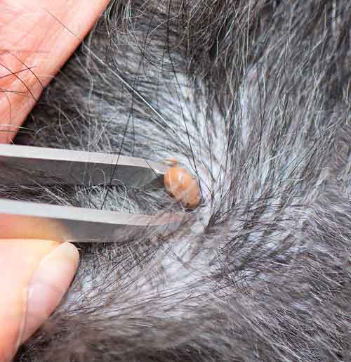 Zecke_Zange Zecke_Zange