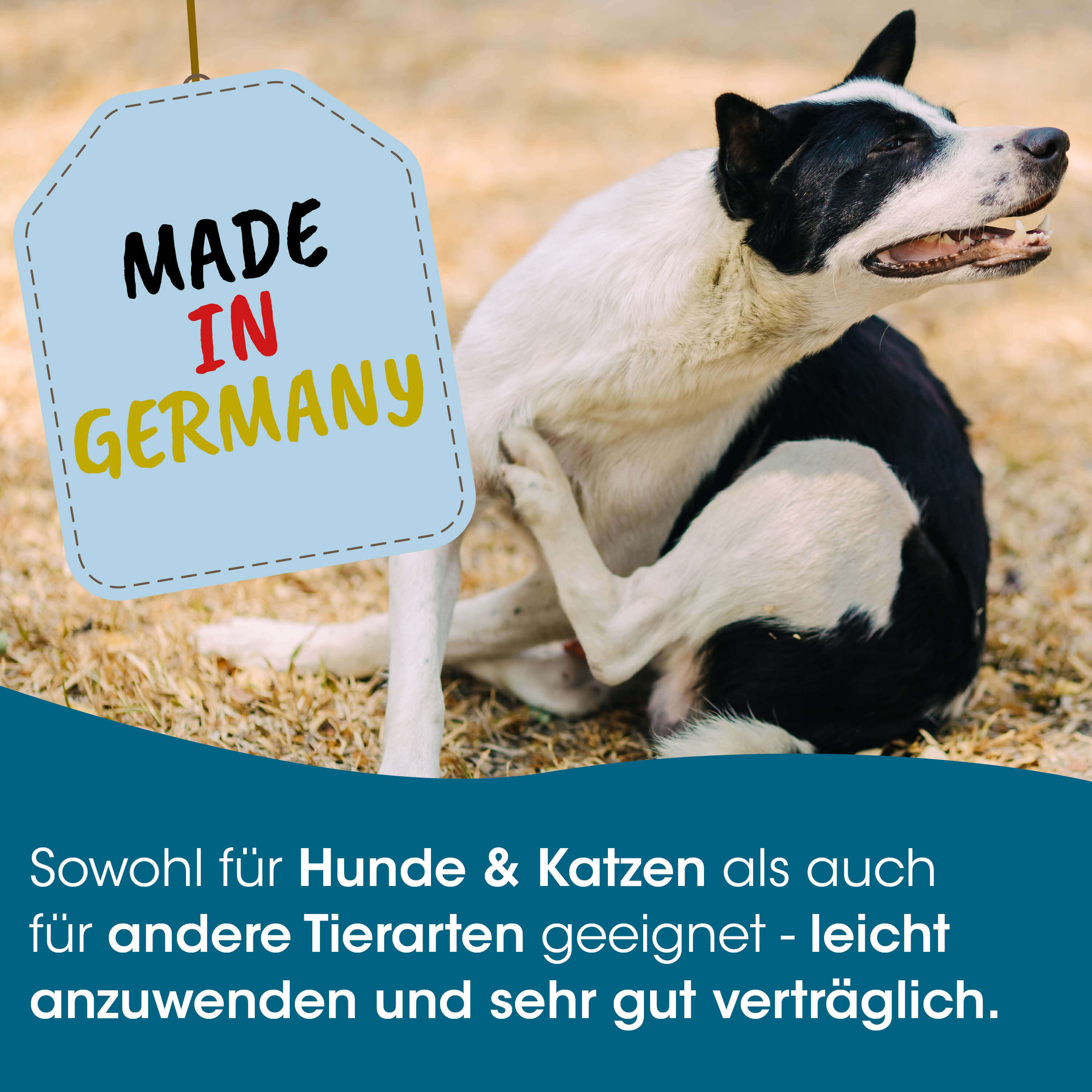 Hund, Schwarz weiß, Hundehaar, Etikett, Körbchen