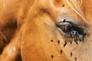 Banner Pferd Parasiten-2 Tier, Colt Horse, Pferd, Säugetier, Person