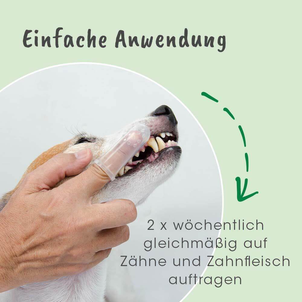 hund, zahnpflege, zähne putzen, haustiergesundheit, pflege