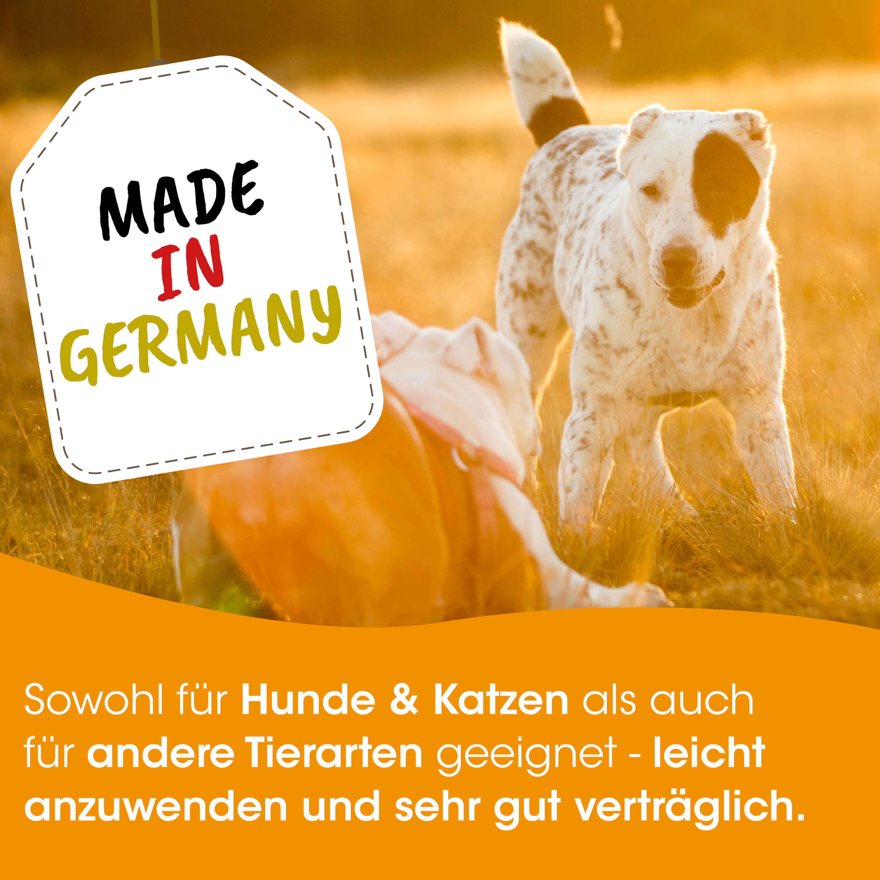 Hund, Collie, weiß-braun, im Freien, Tagline