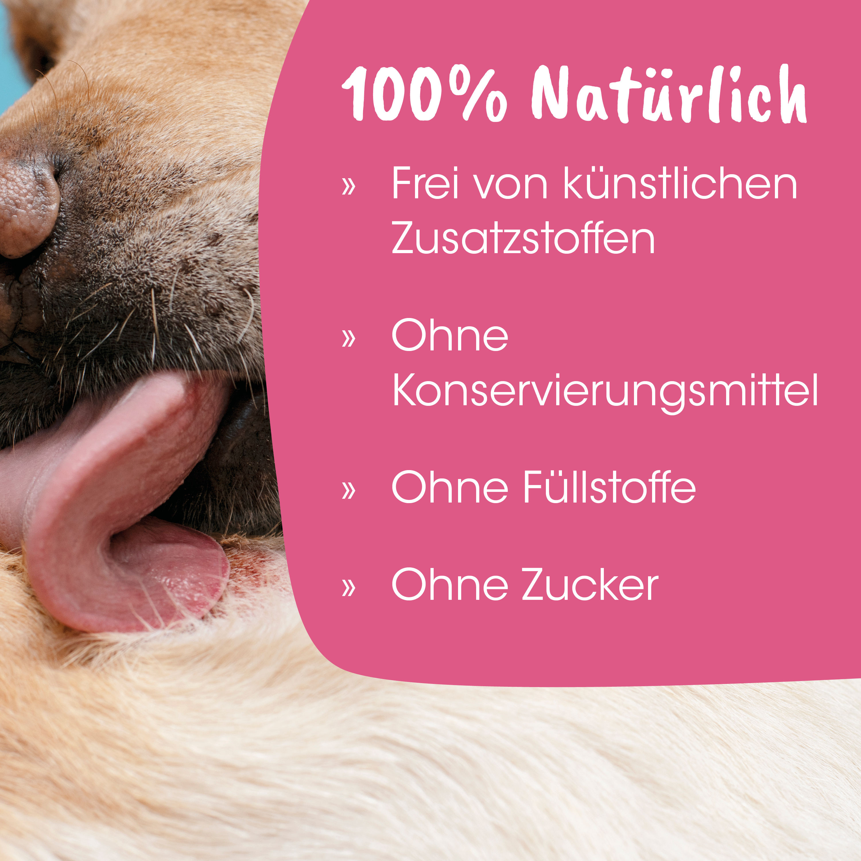 Hund, Nase, Pfote, Fell, Zunge