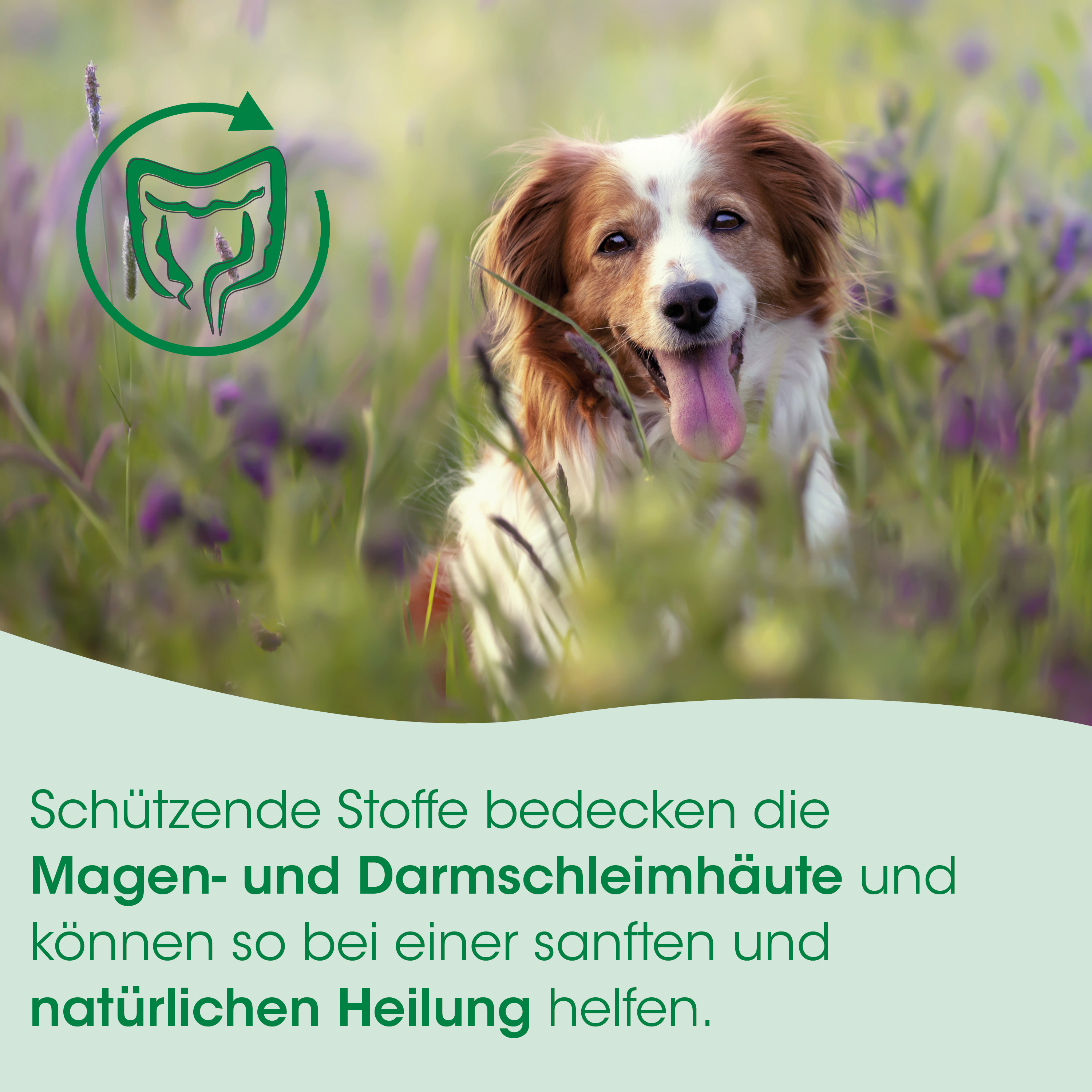 Hund, Tierfoto, Hund im Feld, Blume, Landschaft