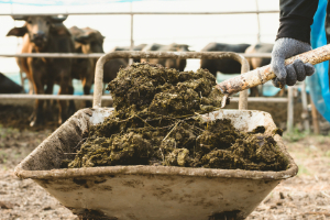 Kat-Seite-Agrar-6 Boden, Vieh, Kuh, Säugetier