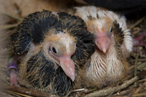 Tier, Schnabel, Vogel, Henne, Geflügel