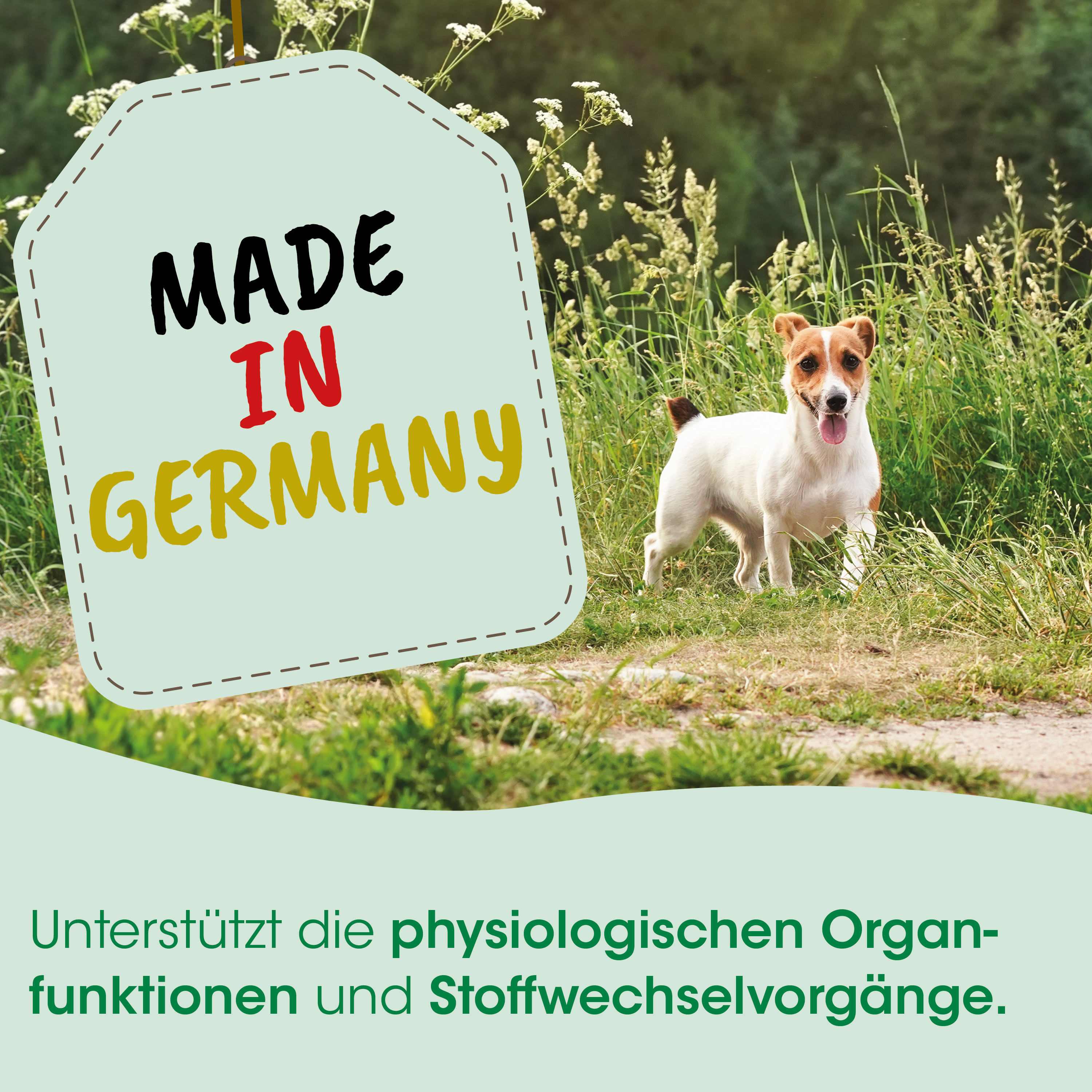 hund, jack-russell?, gemischt, weiß-braun, außen