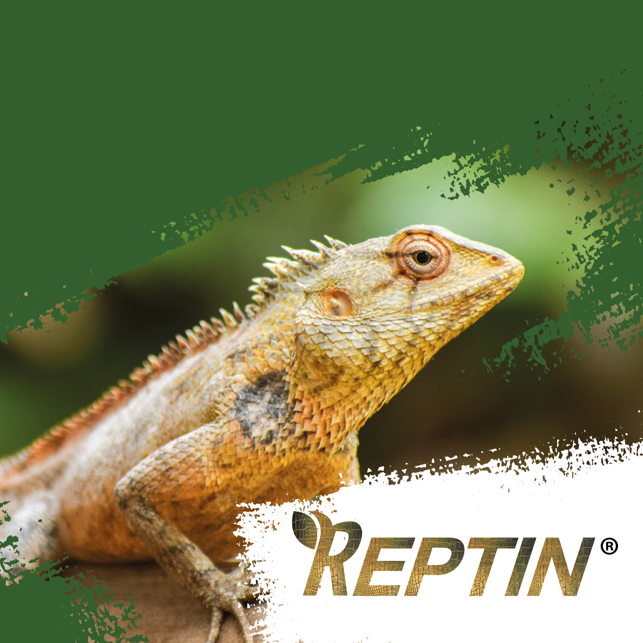 Tier, Leguan, Echse, Reptil