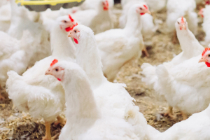 Kat-Seite-Agrar-5 Tier, Vogel, Hühnchen, Geflügel, Henne