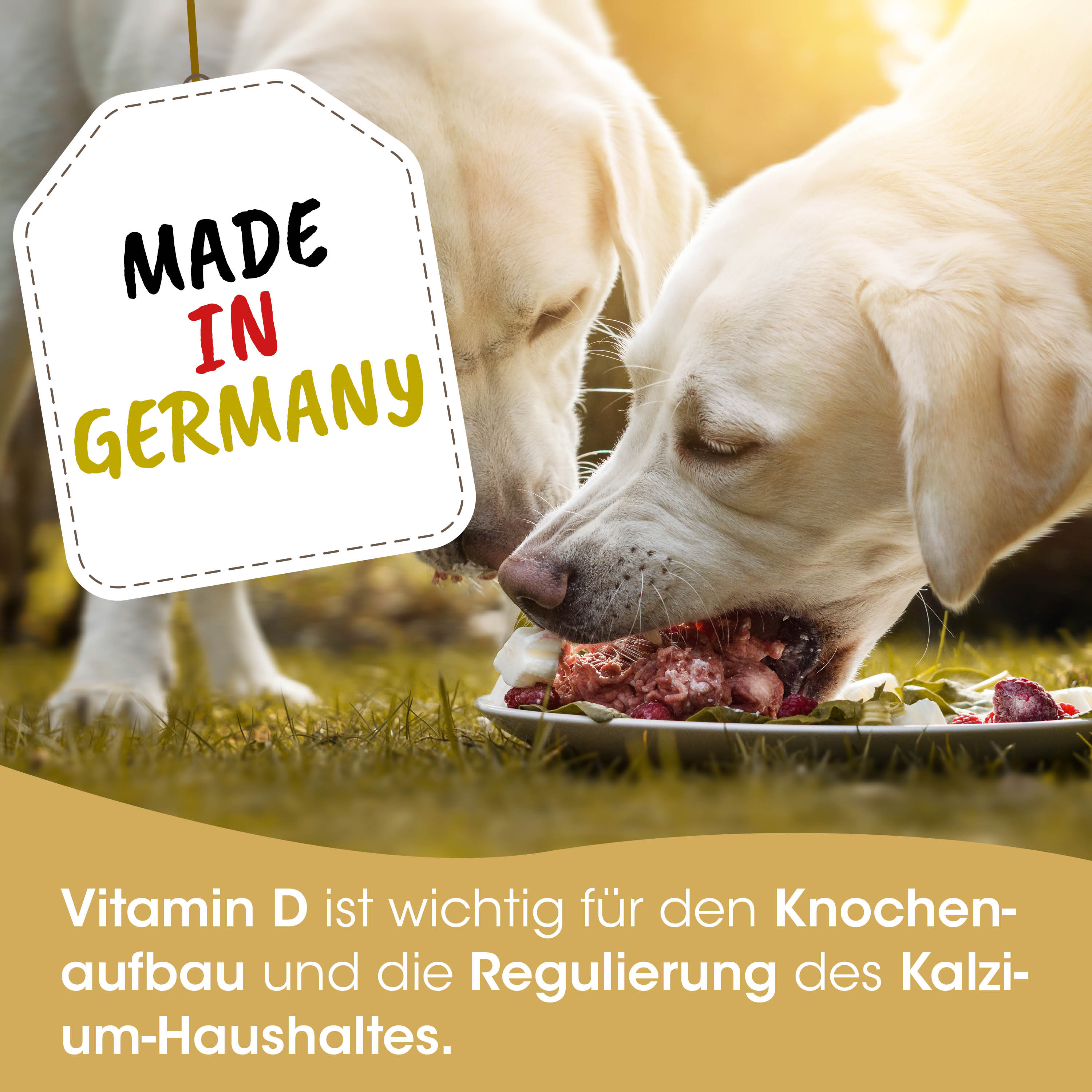 Hundeernährung, Hunde-Futter, Knochenaufbau, Vitamin D, Kalzium