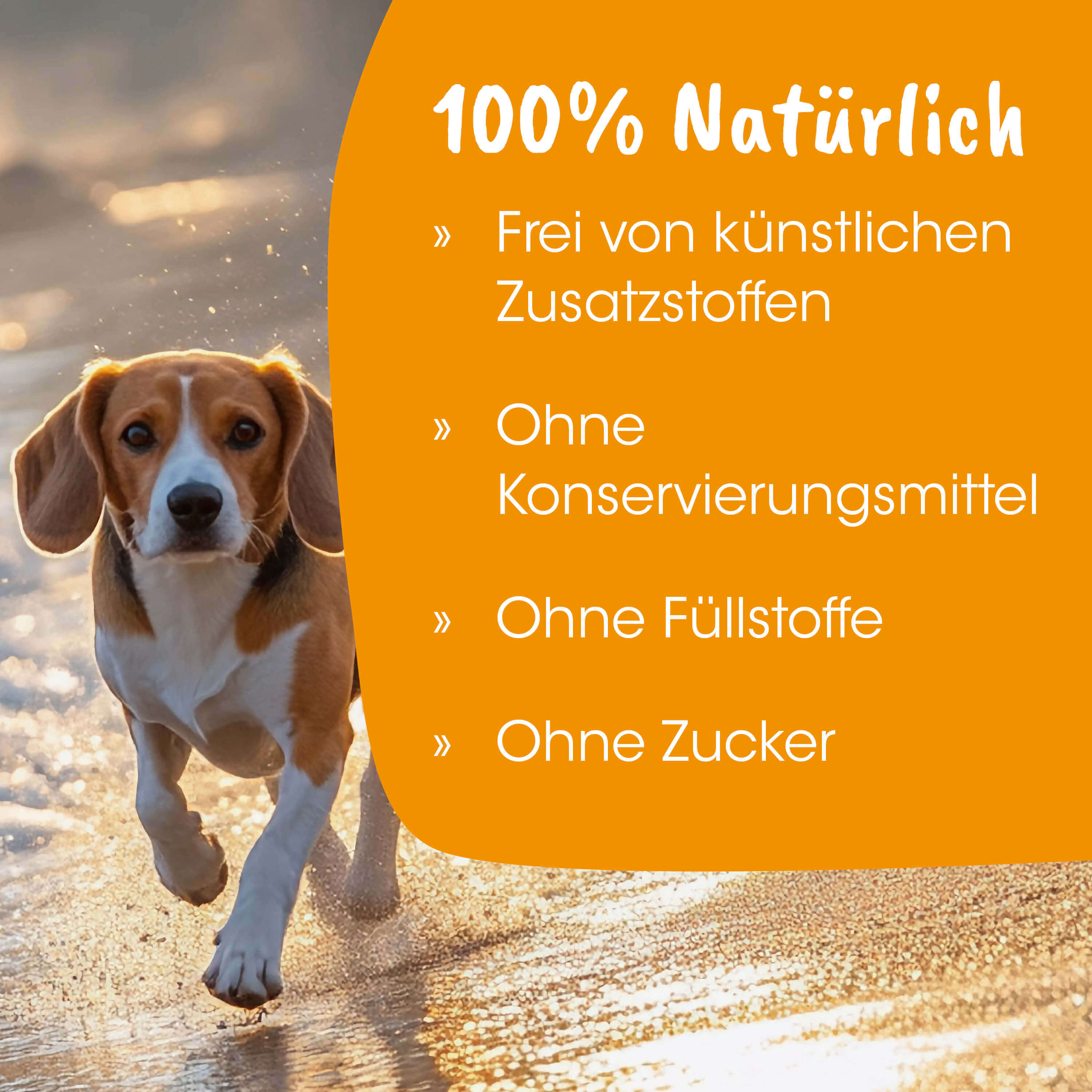 Hund, Beagle, Lauf-/Spielbild, Hund im Wasser, Orange Hintergrund Text