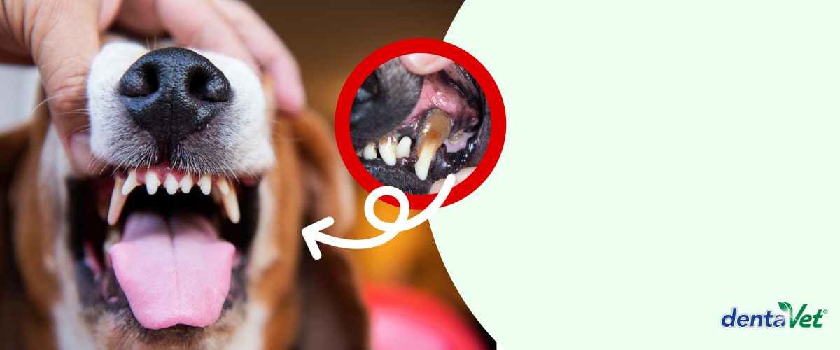 Kat-Banner-Hund-2-min Mund, Person, Zähne, Hund, Schnauze