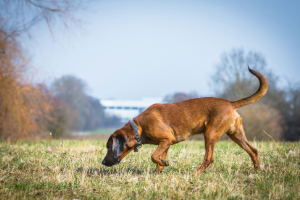 Banner Hund kat seiten-4 Hund, Gras, Grünland