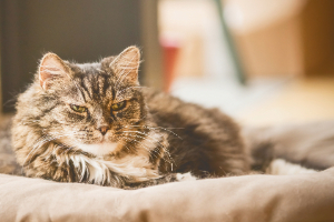 Banner Katze Kitten-Alter-3 Tier, Katze, Mann, Haustier, Kätzchen