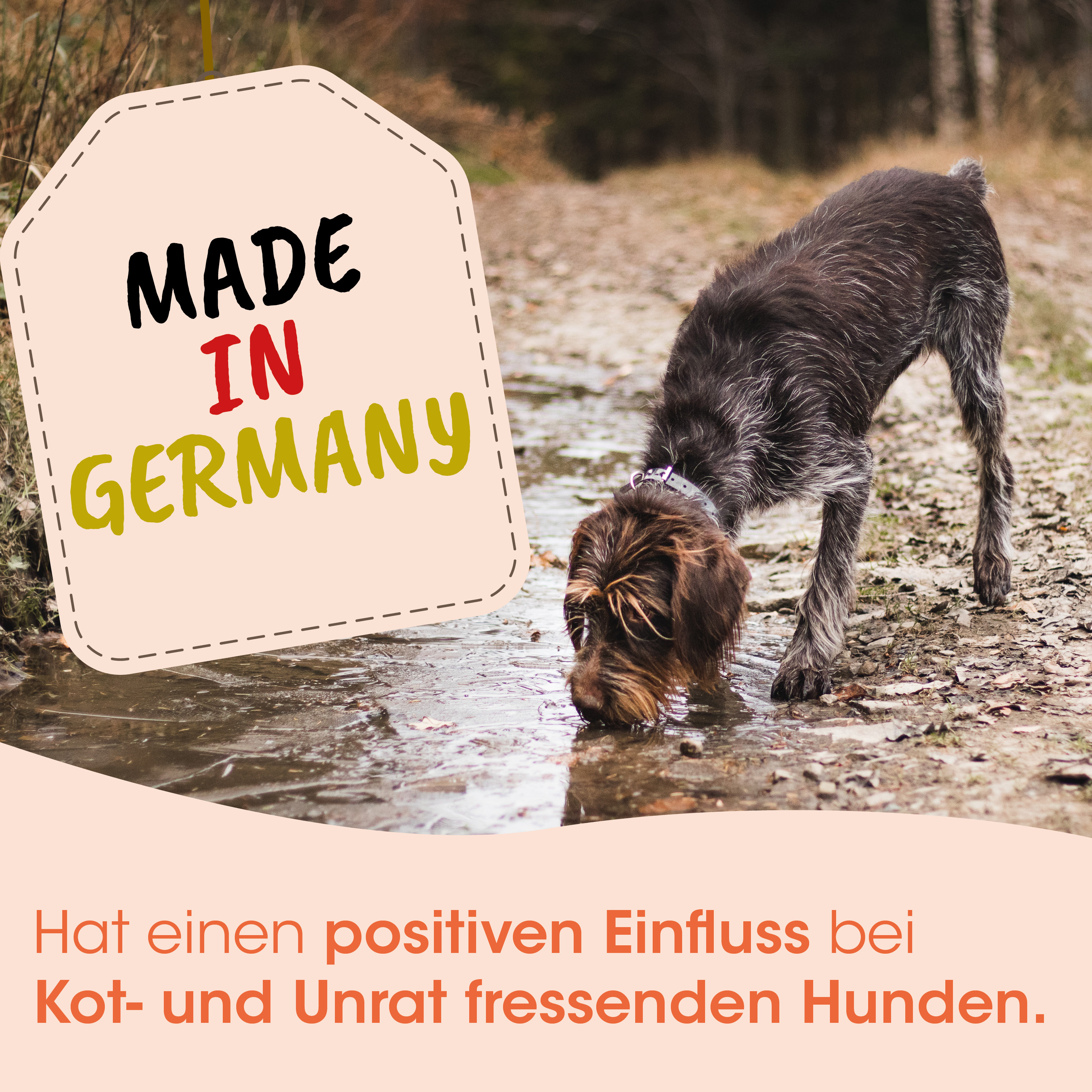 Hund, Hundedame?, Wasser, Outdoor, Halsband