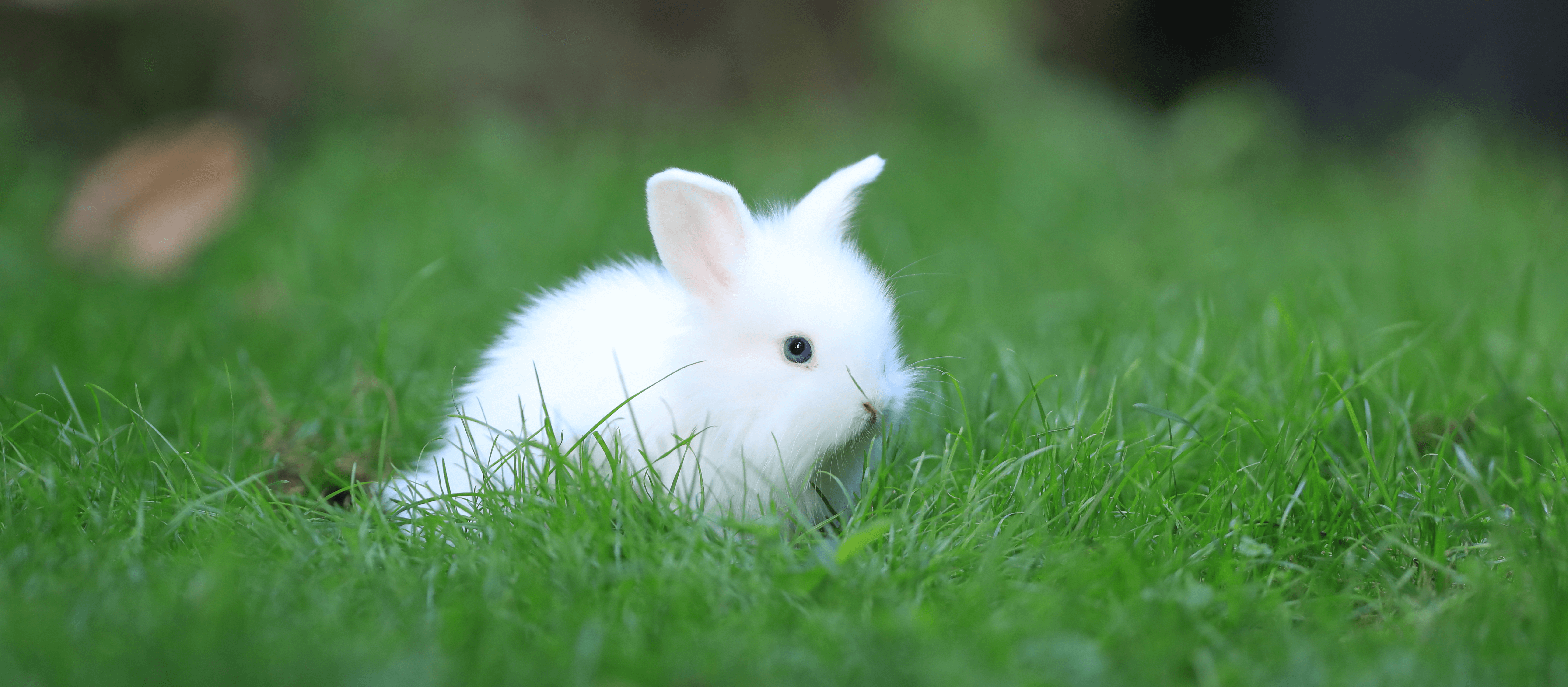 little-white-rabbit-green-field