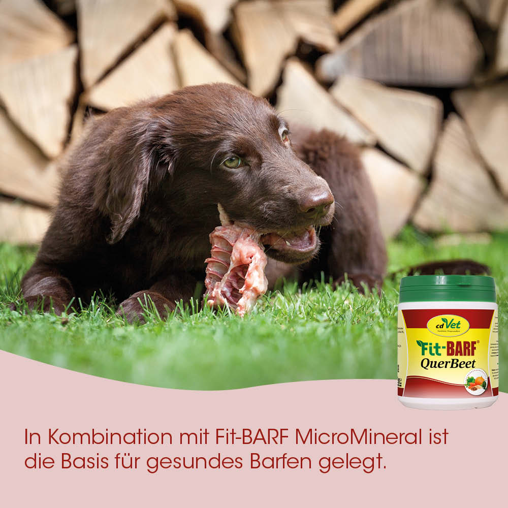 Hund, Kauwlaib, Knochen, Gras, Kleiner Hund