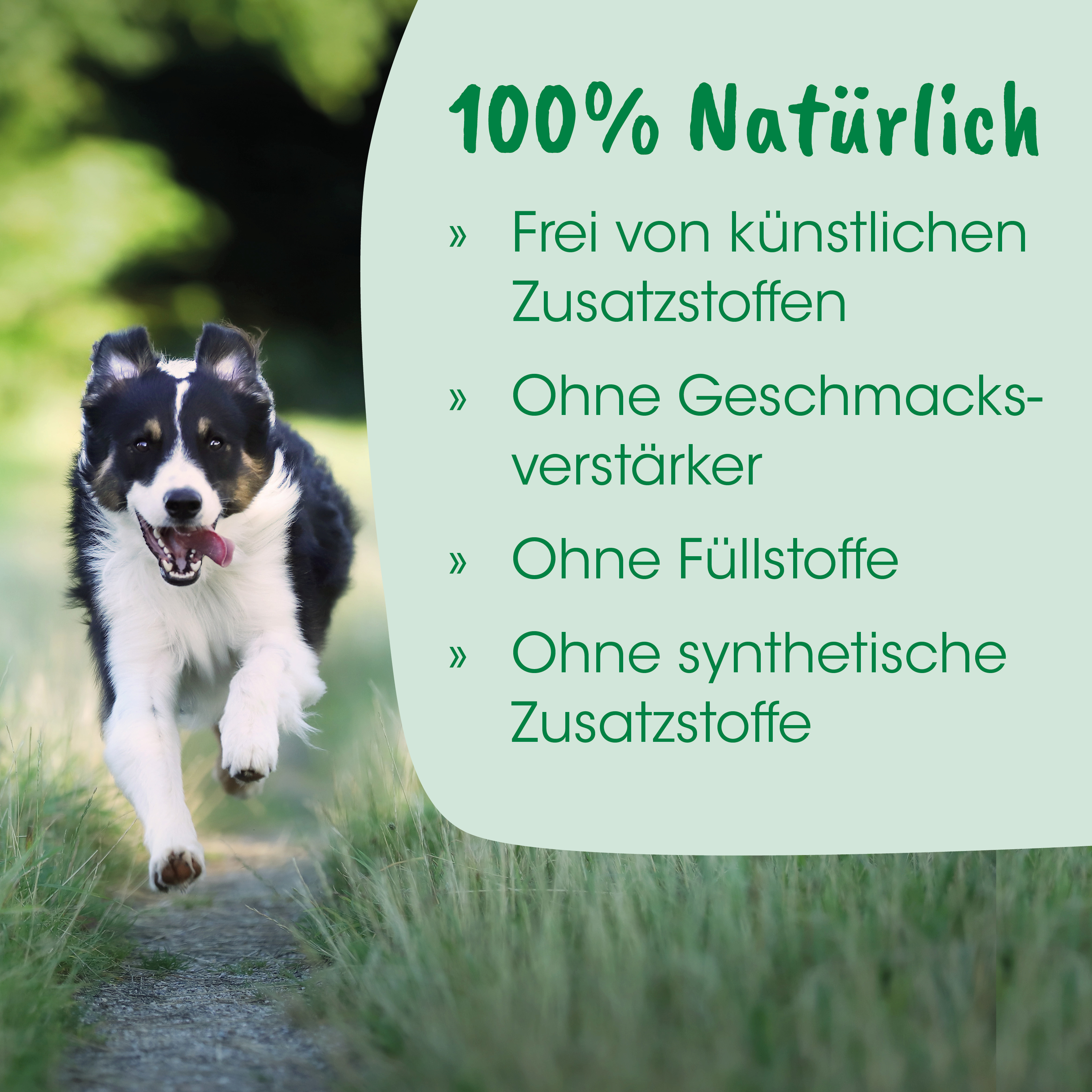 Hund, Laufend, Schwarz-weißer Hund, Tierfoto, Natur