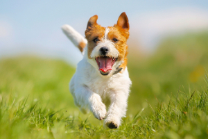 Banner Gesundheit Hund-4 Hund, Haustier, Welpe, Gras