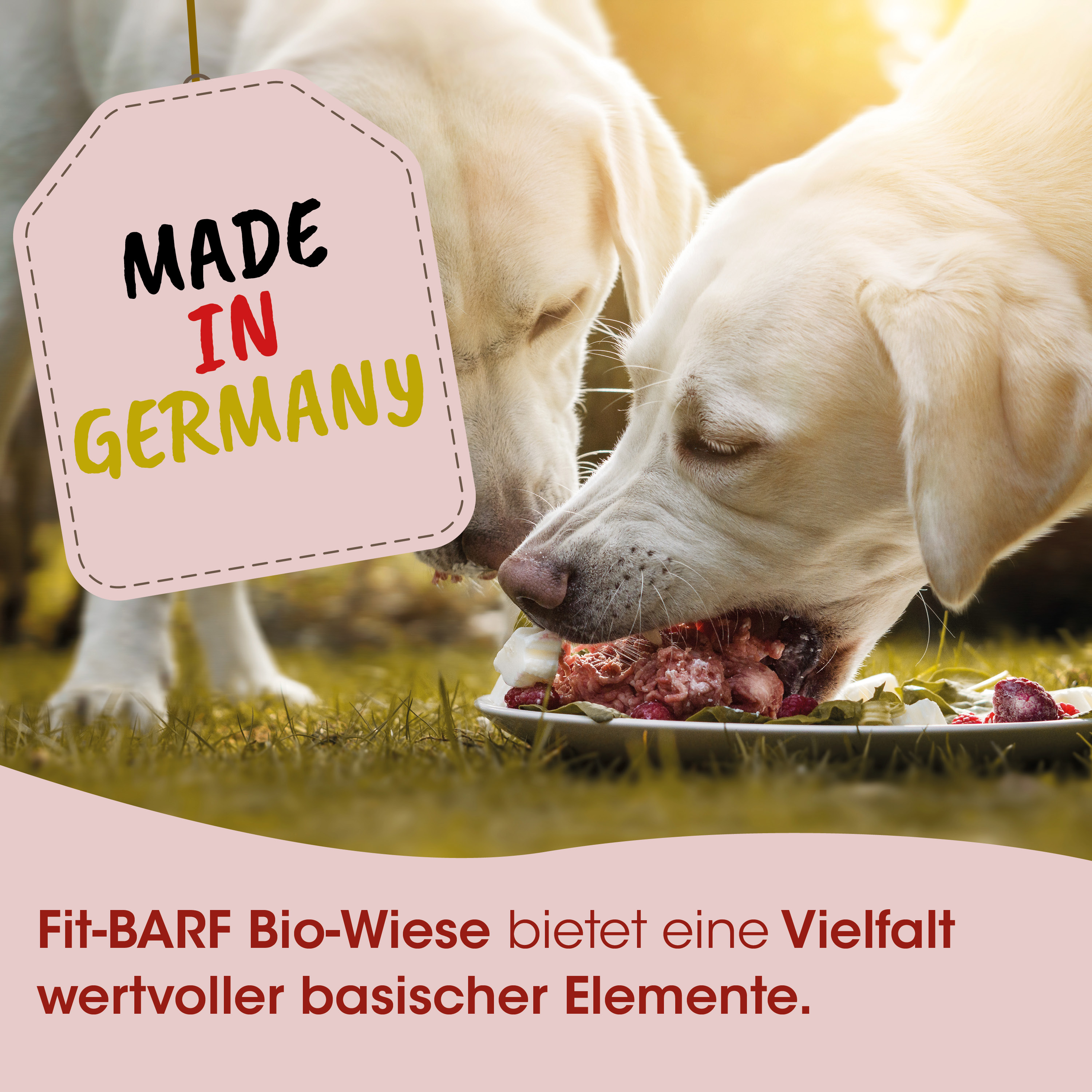 Hund, Hundefutter, Fleisch, Rationen, Biologische Nahrung
