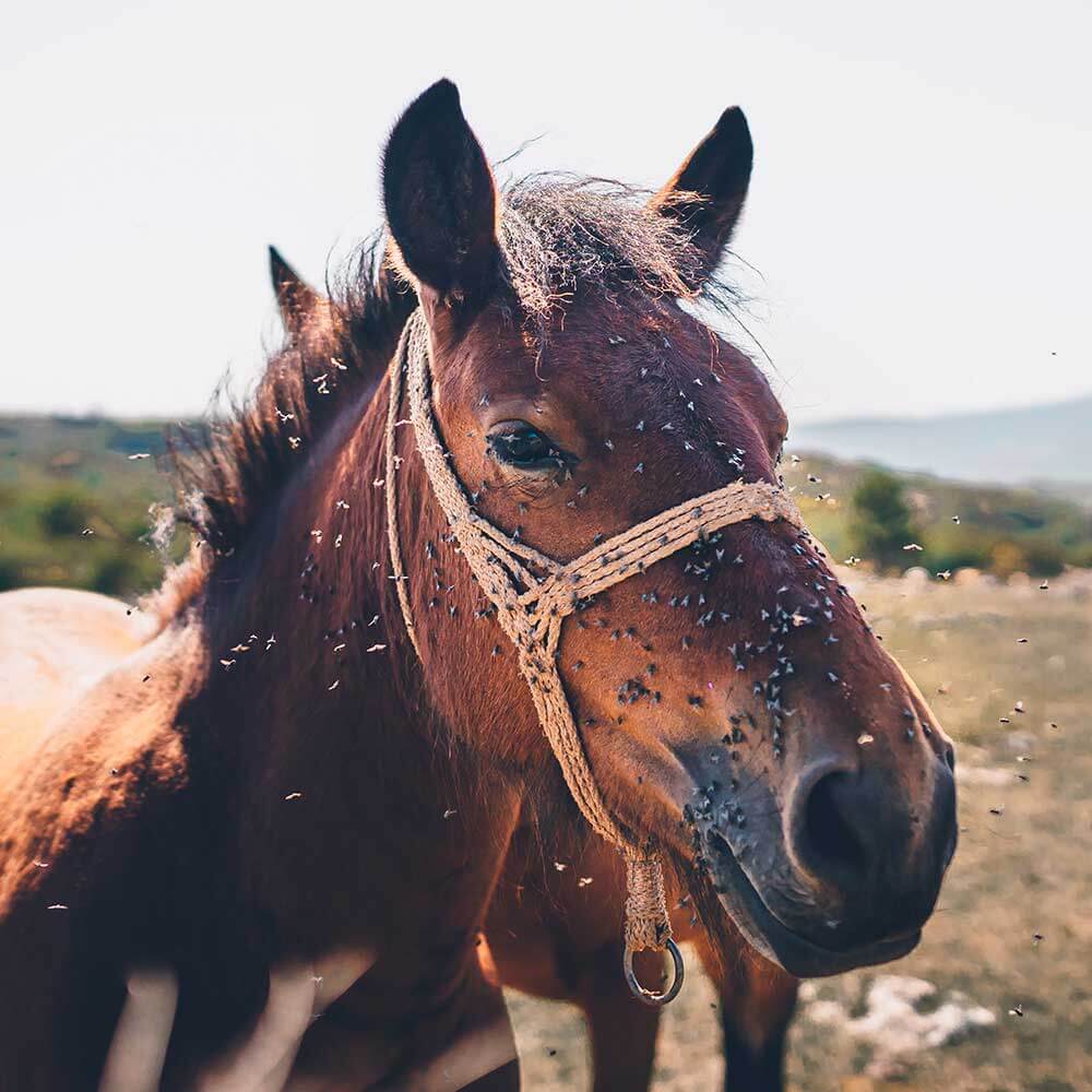 Fliegenaufdempferd-mobil Fliegenaufdempferd-mobil