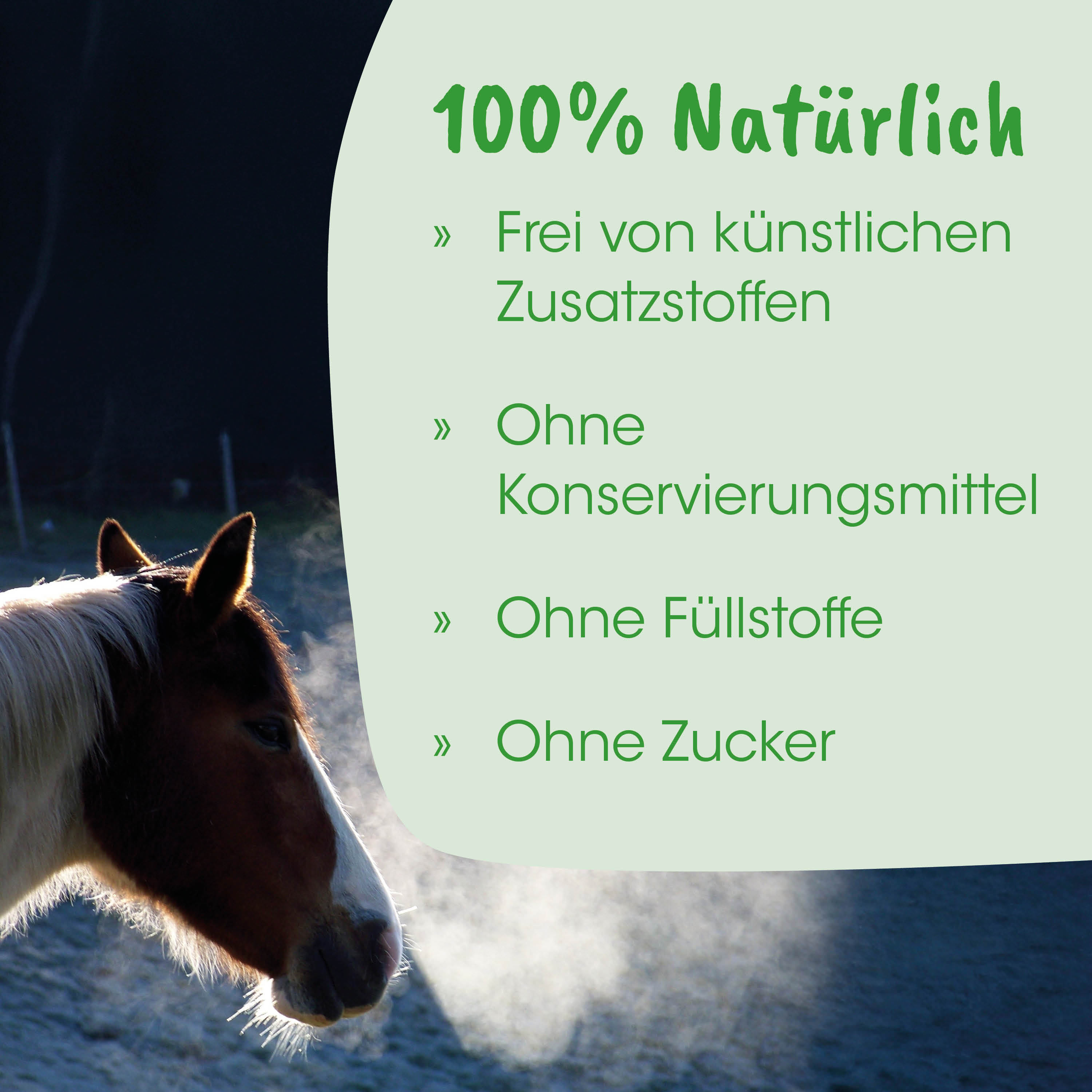 Pferd, Pferdekopf, Profil, Fellfarbe, Außenbereich