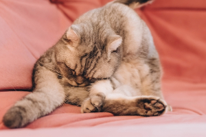 Banner Katze Parasiten-5 Person, Schlafend, Couch, Katze, Kätzchen