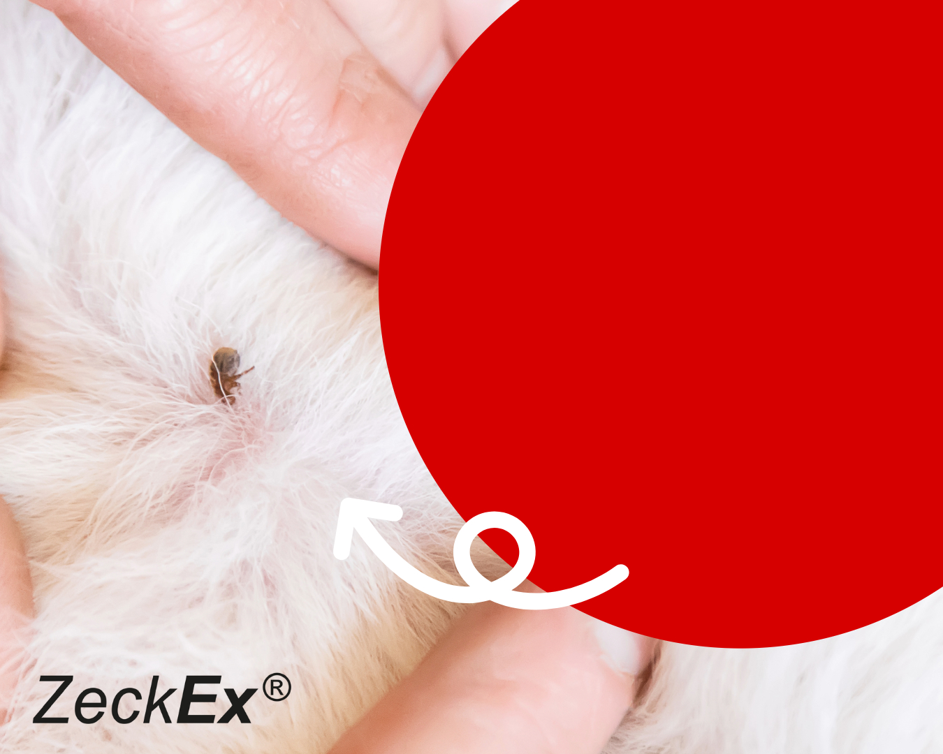 Kat-Banner-Hund-Mobil_ZeckEx Zecke
