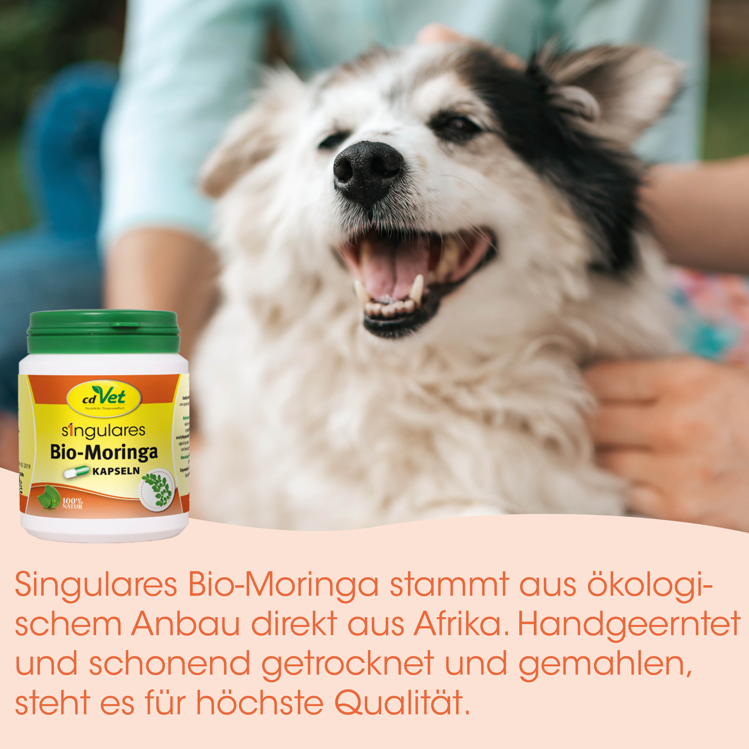 Bio-Moringa, Kapseln, Hundepflege, Bio, Afrika-Bildung