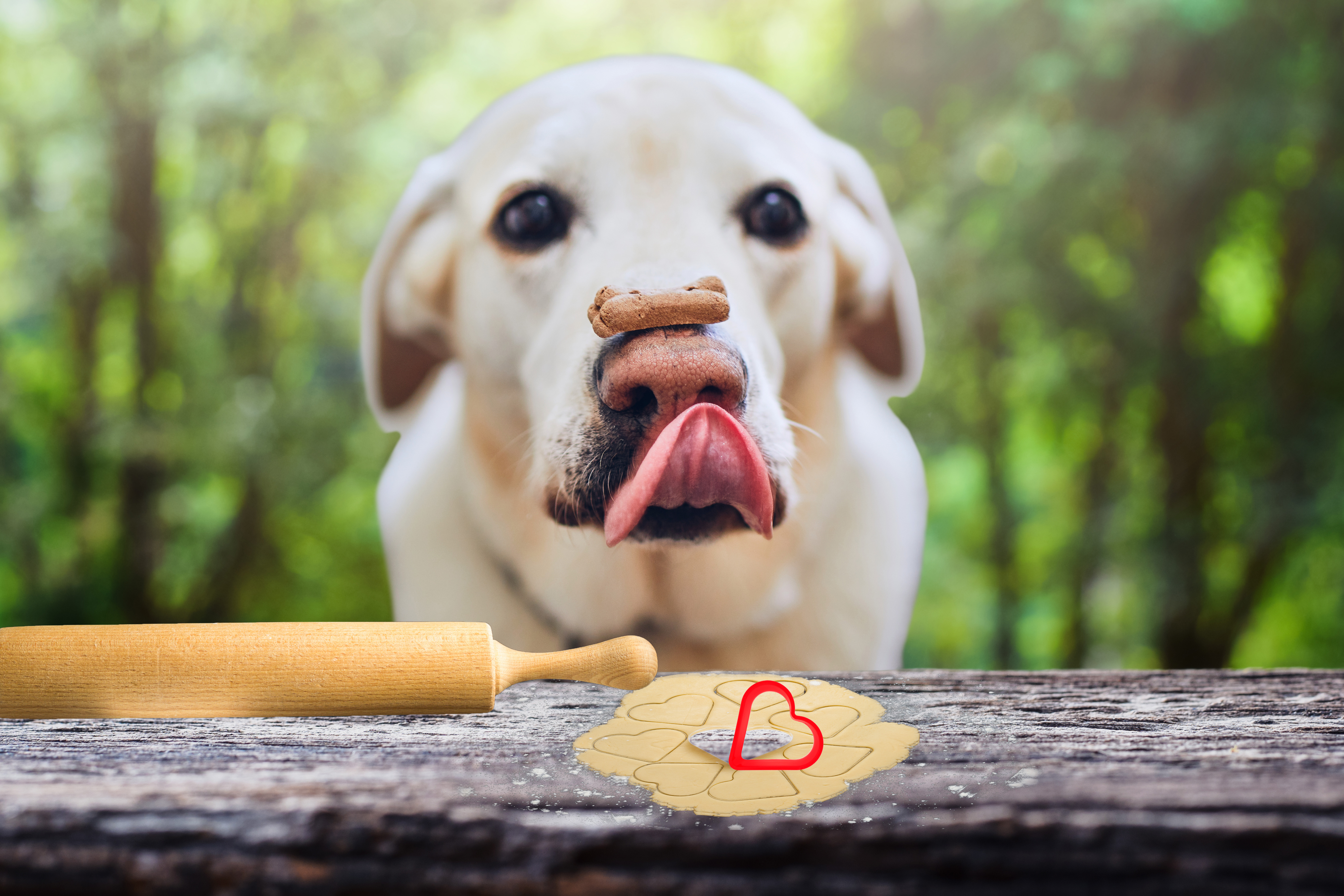 Tier, Hund, Säugetier, Haustier