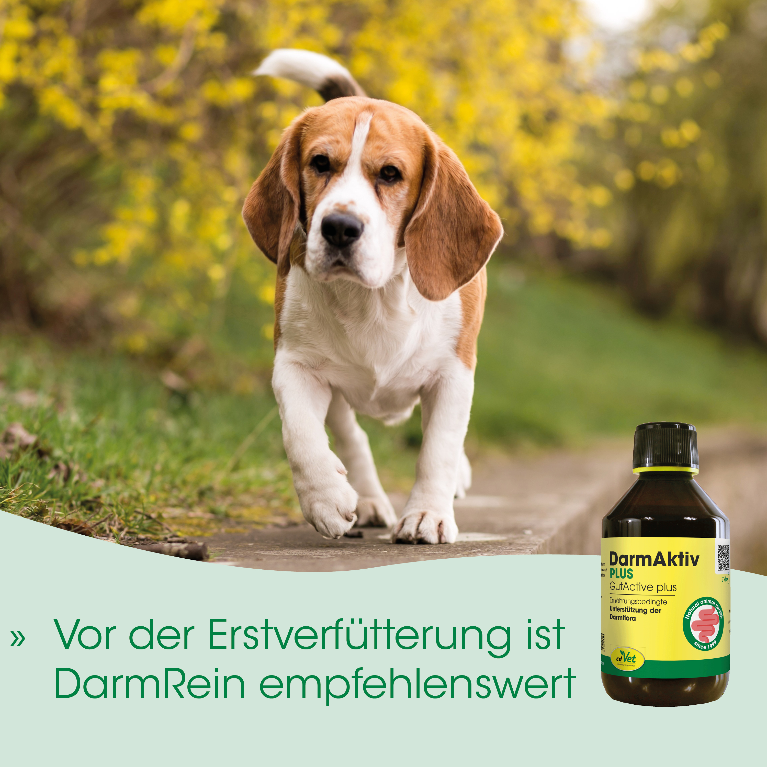Beagle, Hund, Braun-weiß, Tier, Flasche Medizin