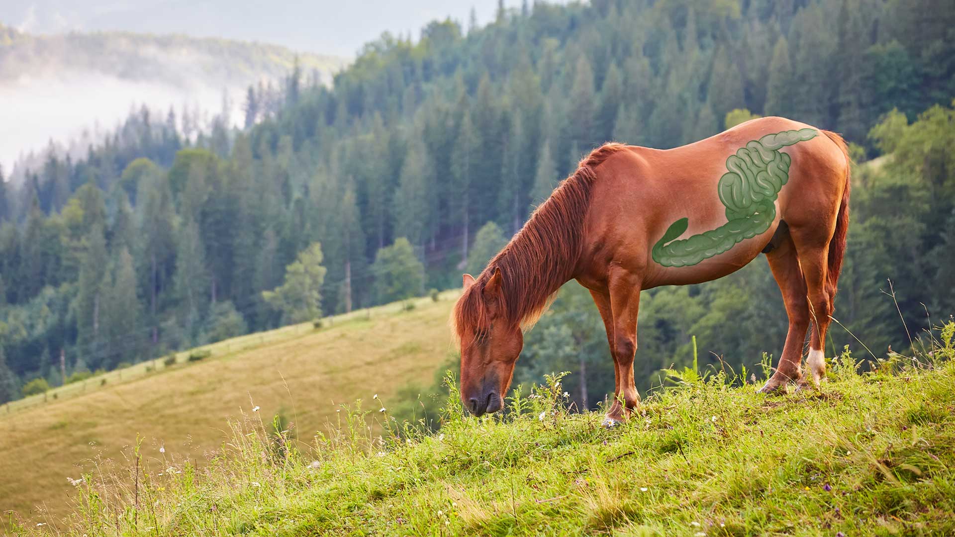 Darmsanierung-Banner