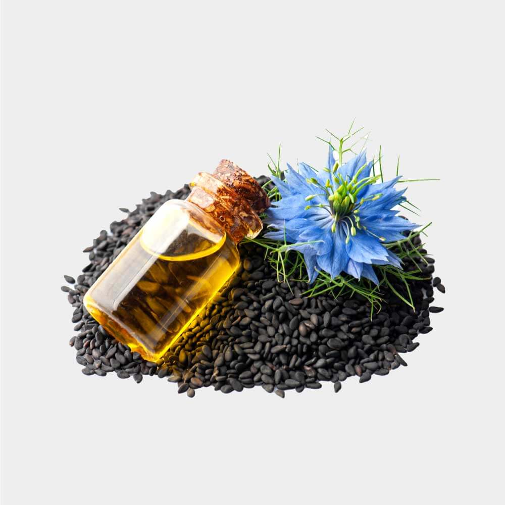 schwarzkuemmel Pflanze