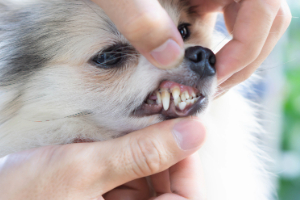 Kat Seite Hund-4 Finger, Hand, Person, Haustier, Welpe