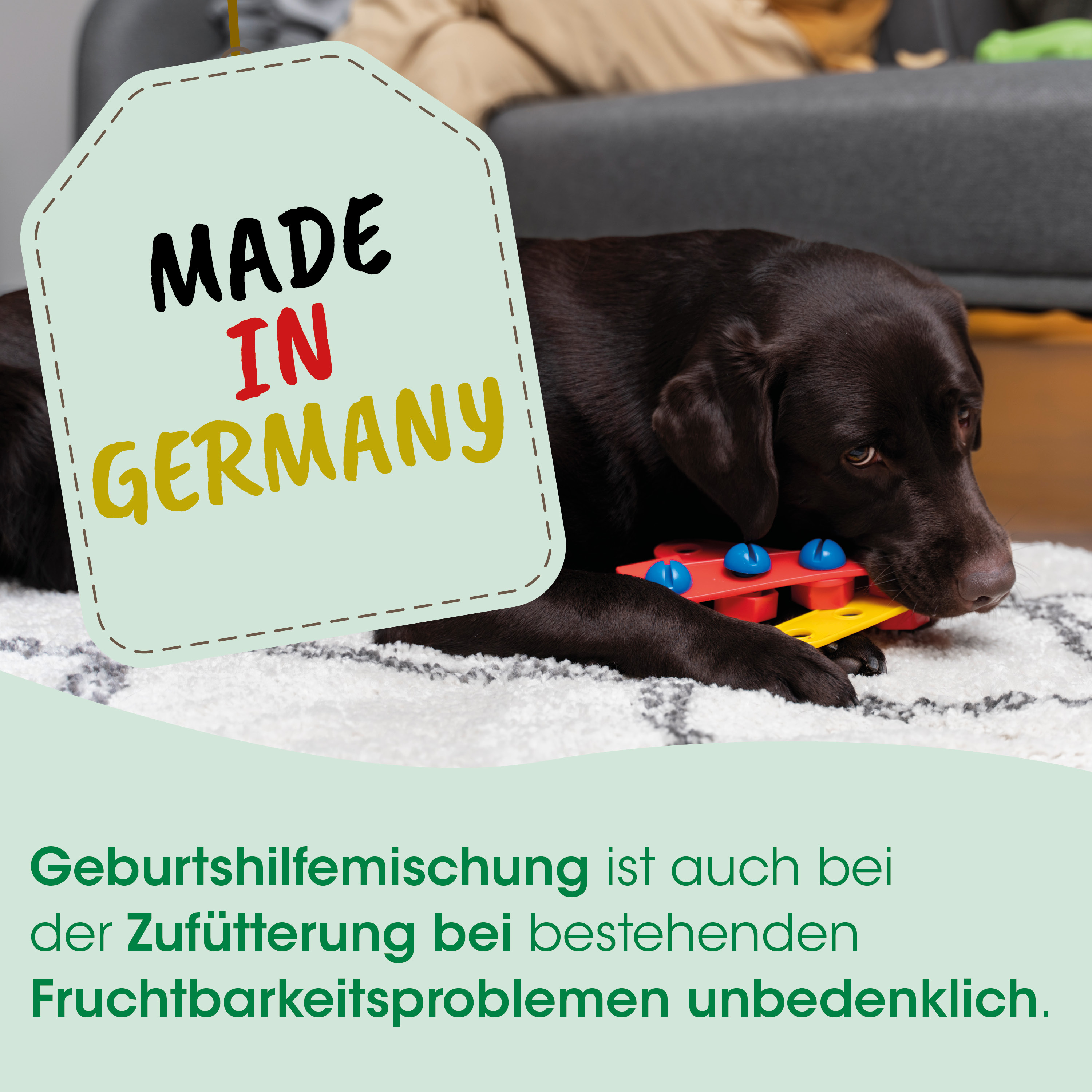hund, spielzeug, kederband, hindernis, hundespielzeug