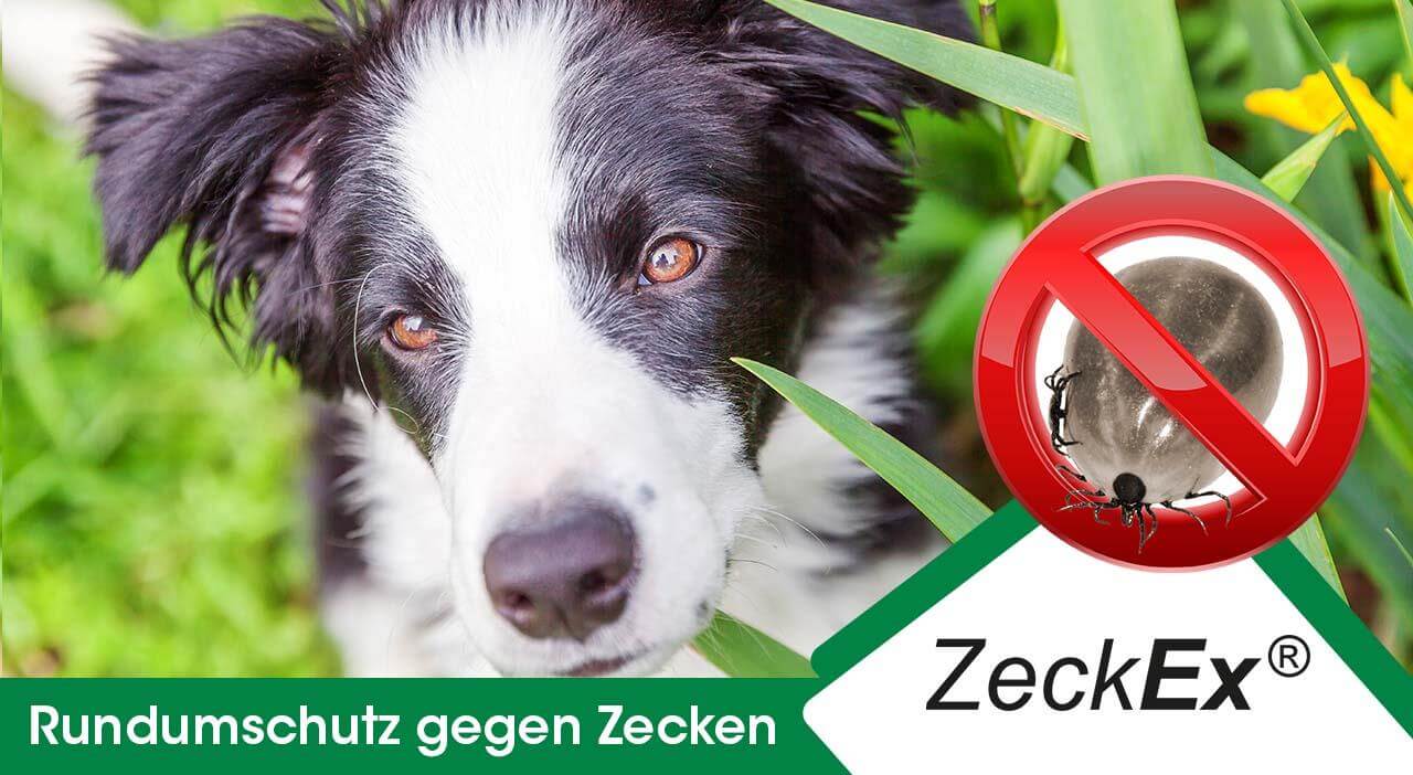 ZeckEx 500 ml