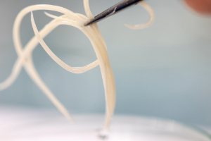 Banner Parasiten-2 Essen