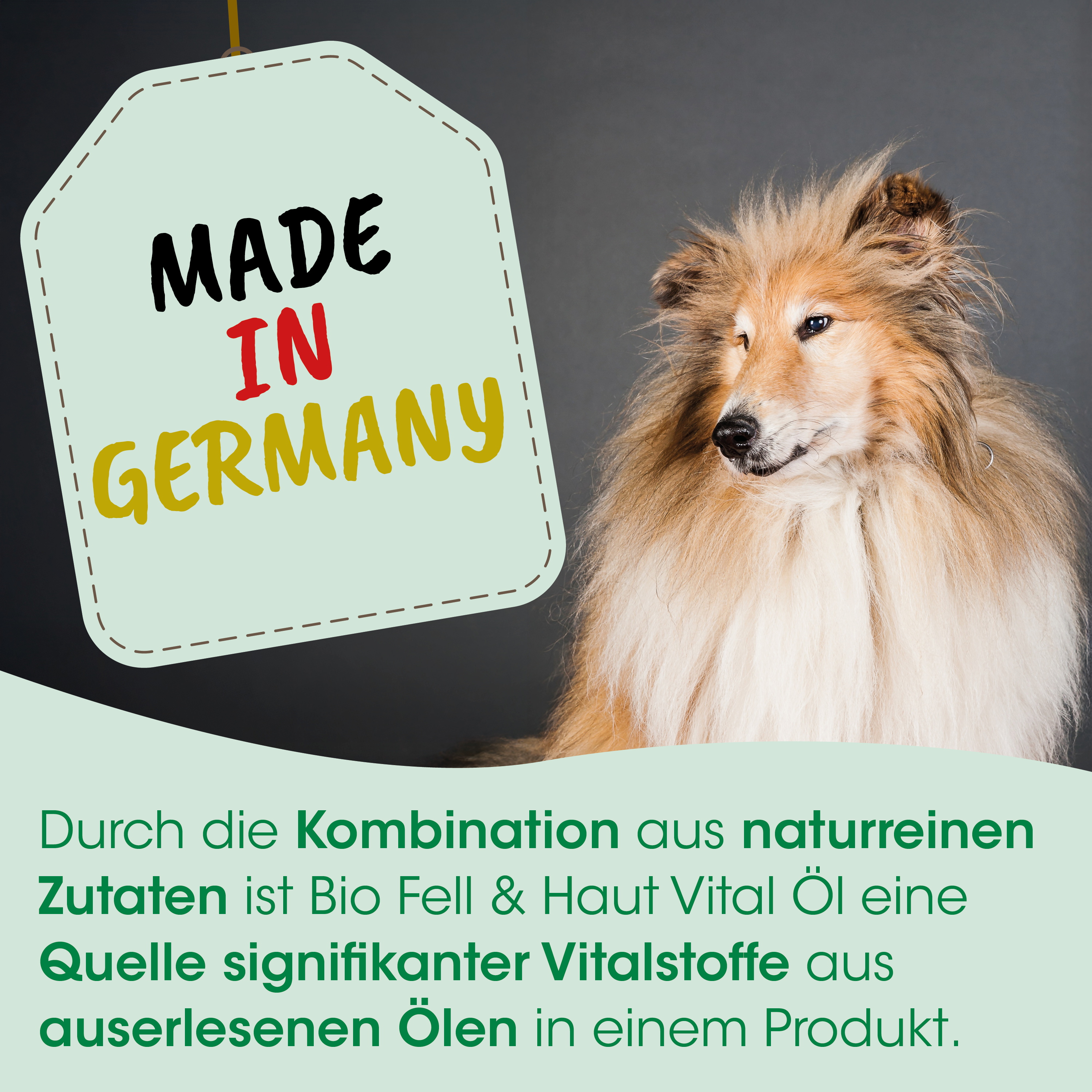 hund, collie, langhaarig, deutschland