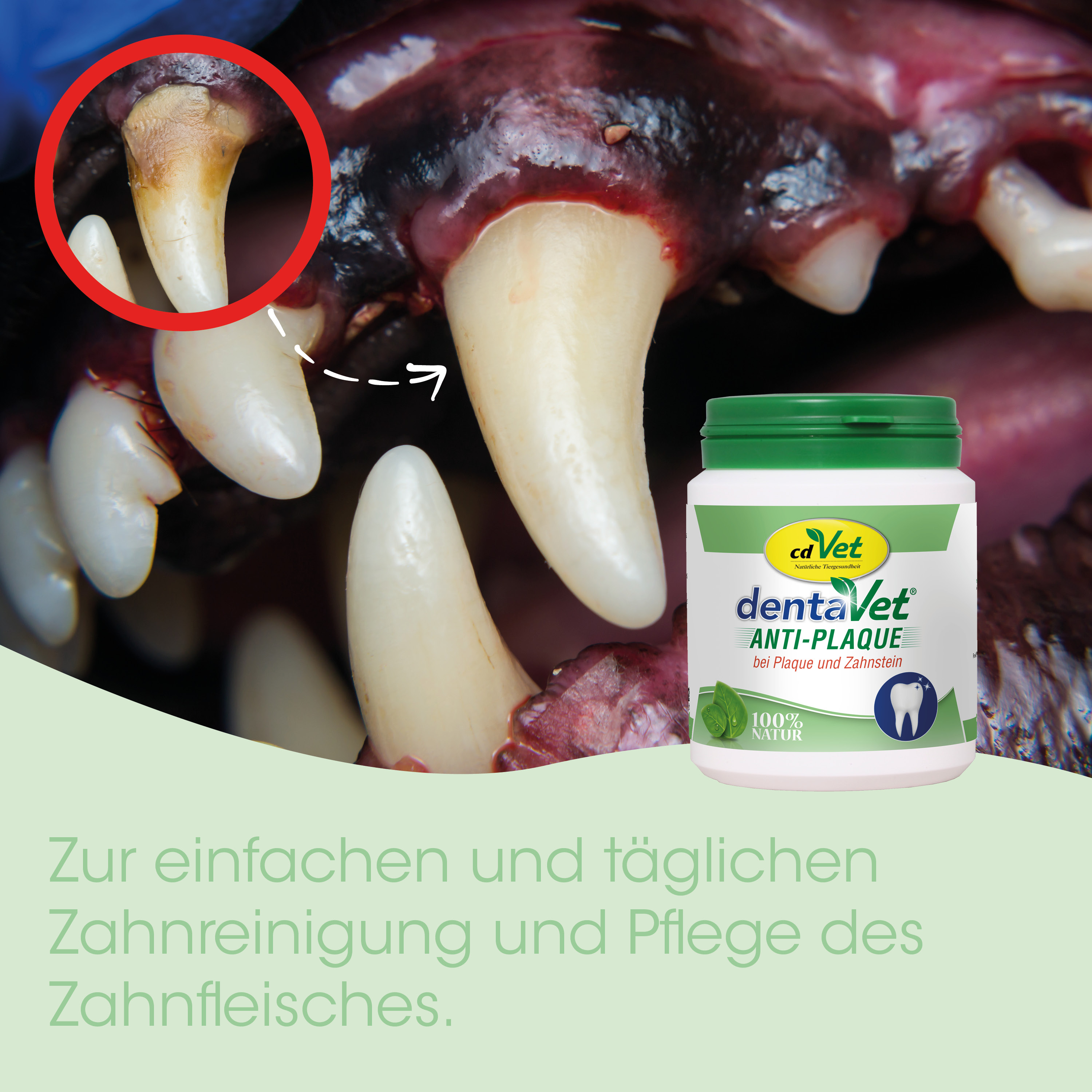 Hunde Zähne, Plaque, Zahnstein, Tierische Zahnpflege, Dentalpflege für Haustiere