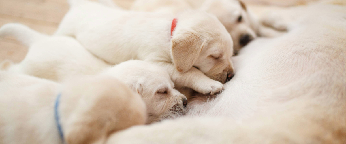 Banner Welpen Hund, Haustier, Welpe, Labrador Retriever