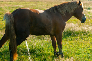 Tier, Colt Horse, Pferd, Säugetier, Grünland