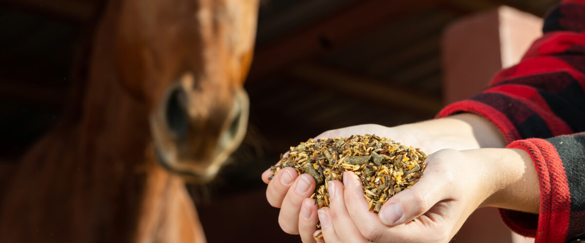 Banner Pferd Futter-1 (1) Person, Hund, Säugetier, Haustier, Essen