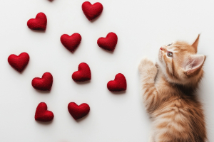 Banner Katze Gesundheit-4 Tier, Katze, SĂ€ugetier, Haustier, Symbol