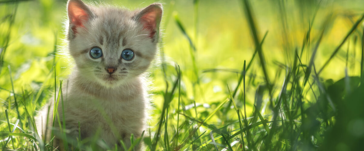 Banner Katze Kitten-Alter-1 (1) Tier, Katze, Kätzchen, Haustier, Gras