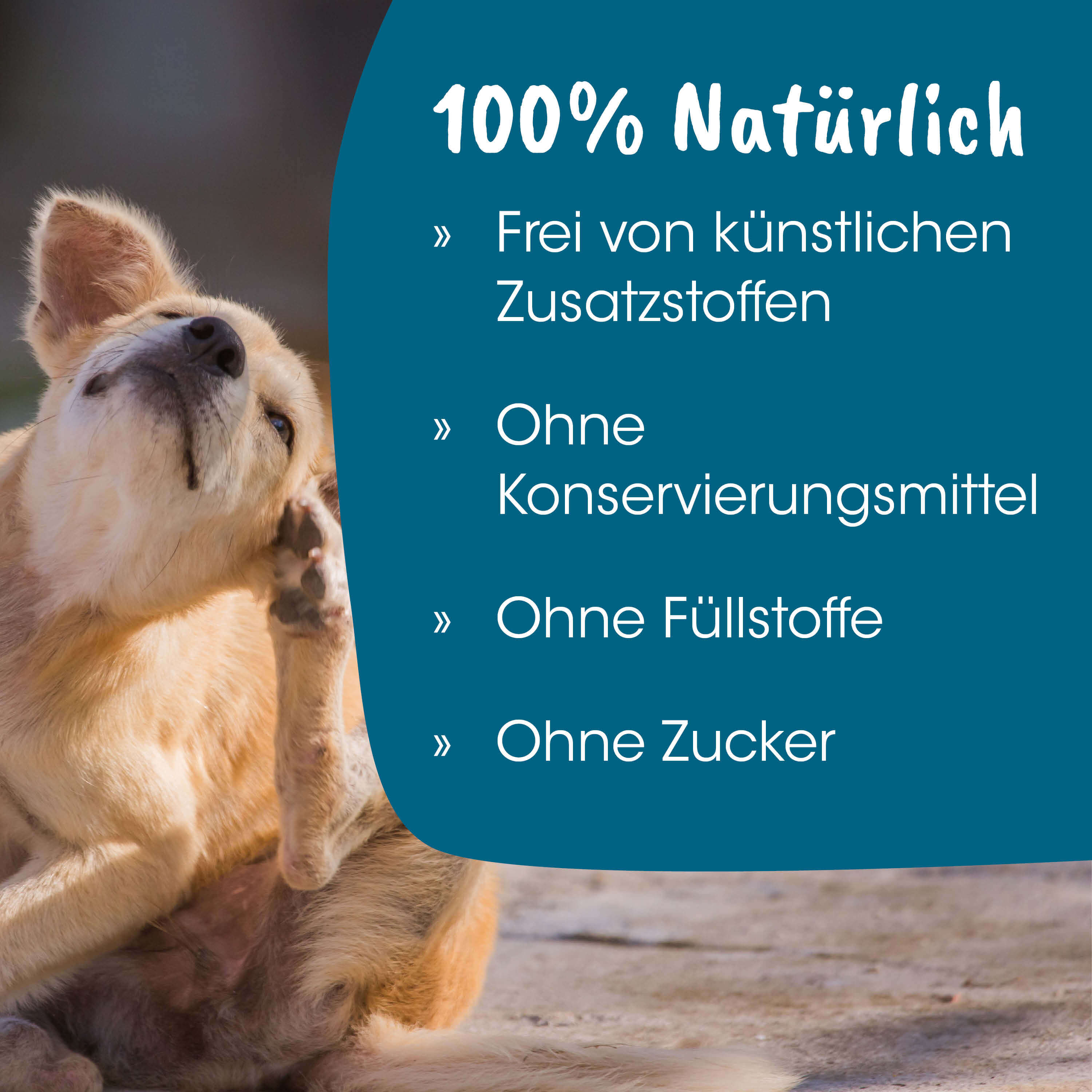 Hund, Tierfutter, Naturbelassen, Hundebaby?, Tiergesundheit