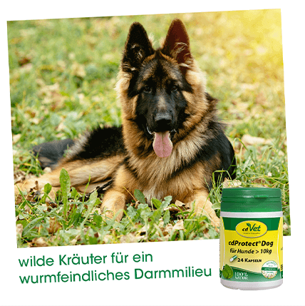 cdProtect Dog >10 kg, 24 Kapseln