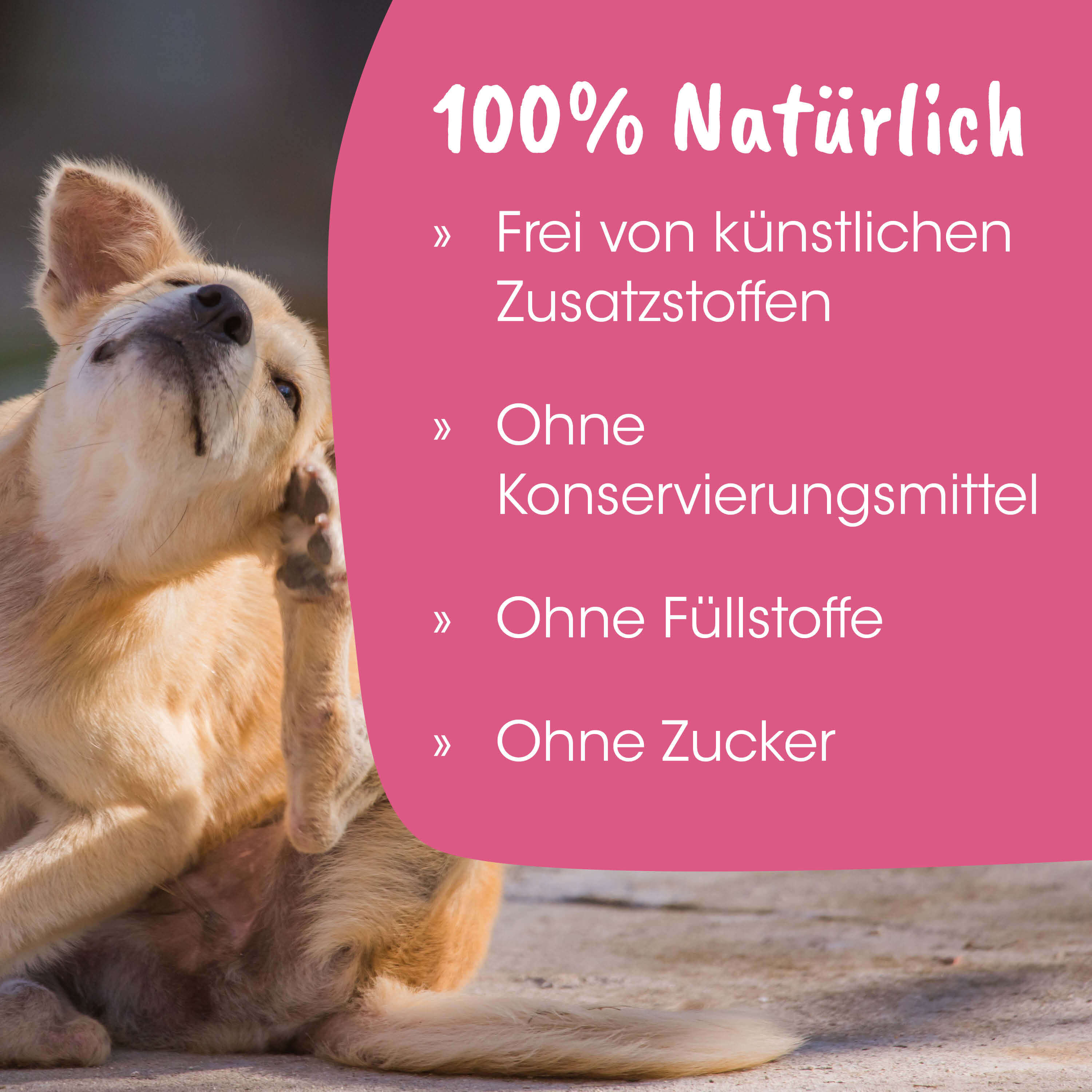 Hund, Hunde-Accessoire, Kleiner Hund, Sandfarben, Pfoten